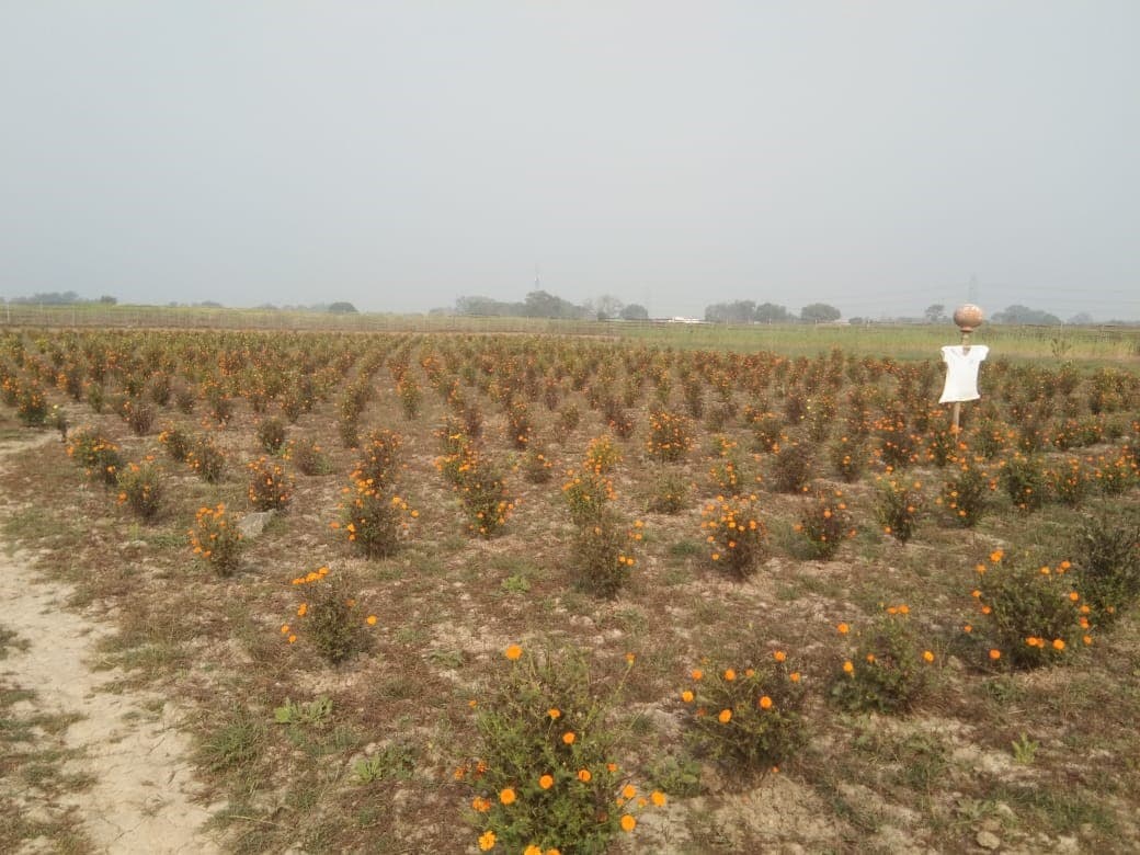 Sarvodaya Farm program photo 9