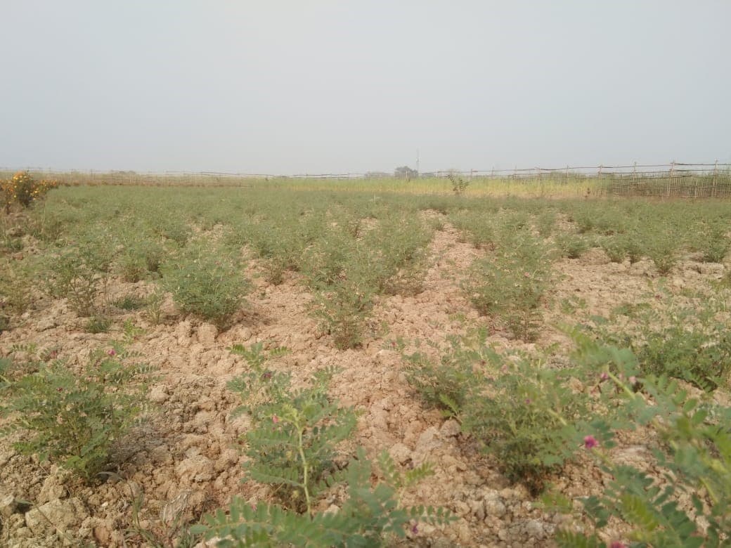 Sarvodaya Farm program photo 10